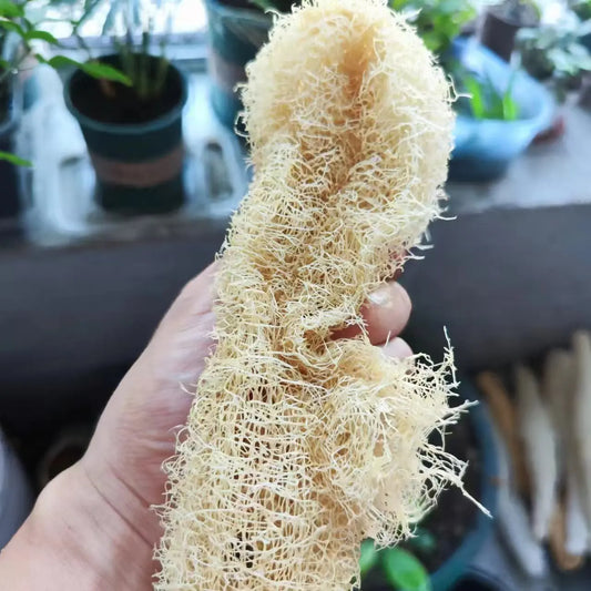 Esponja natural de luffa